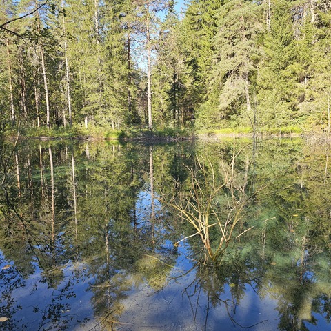 Grießau - Biberstauung